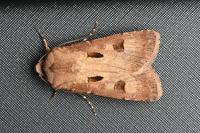 Agrotis exclamationis