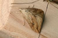 Evergestis forficalis