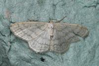 Idaea subsericeata