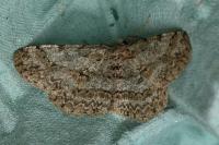 Hypomecis punctinalis