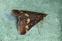 Pyrausta purpuralis