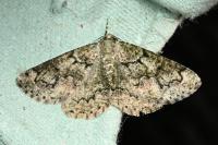 Cleorodes lichenaria