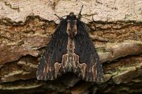 Dypterygia scabriuscula