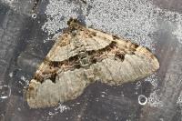 Xanthorhoe designata