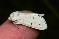 Acronicta leporina