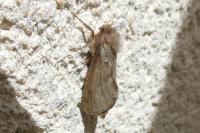 Korscheltellus lupulinus