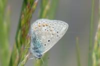 Polyommatus icarus