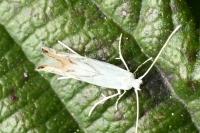 Phyllonorycter harrisella