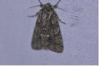 Acronicta rumicis