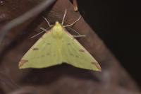 Opisthograptis luteolata