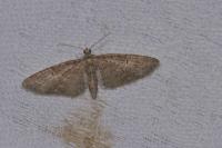 Eupithecia abbreviata