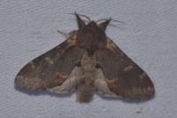 Notodonta dromedarius