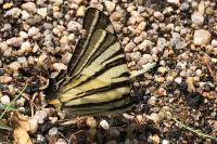 Iphiclides podalirius