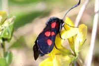 Zygaena trifolii