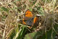 Lycaena phlaeas