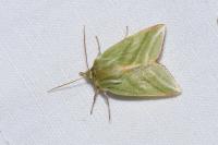 Pseudoips prasinanus