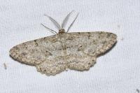 Hypomecis punctinalis