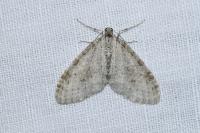 Trichopteryx carpinata