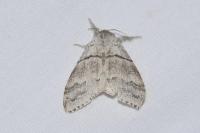 Calliteara pudibunda