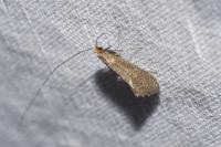 Nematopogon adansoniella