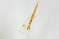 Eupithecia pulchellata