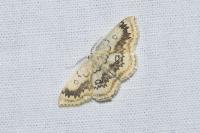 Cyclophora annularia