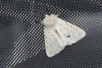 Spilosoma lubricipeda