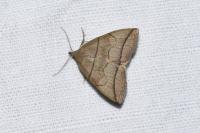 Herminia grisealis