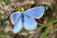 Lysandra bellargus