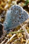 Lysandra bellargus