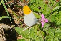 Anthocharis cardamines