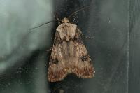 Agrotis puta