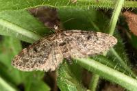 Eupithecia tantillaria