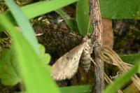 Eupithecia tantillaria