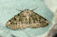 Cleorodes lichenaria