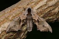 Smerinthus ocellatus