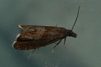 Dichrorampha acuminatana