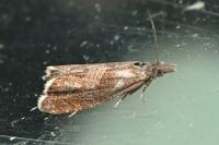 Dichrorampha acuminatana