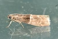 Elegia similella