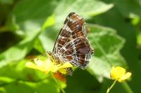 Araschnia levana
