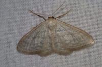 Idaea subsericeata