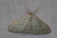Idaea subsericeata