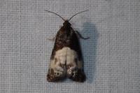 Notocelia cynosbatella
