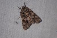 Acronicta rumicis