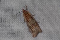 Eucosma cana