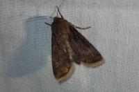 Agrotis segetum