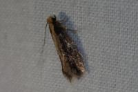 Monopis crocicapitella/obviella