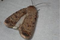 Caradrina clavipalpis