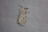 Spilosoma lubricipeda