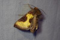 Diachrysia stenochrysis